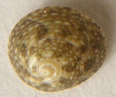 Gibbula leucophaea